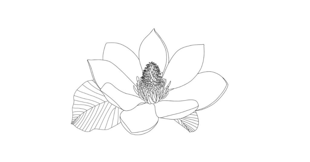 Flor de Magnolia