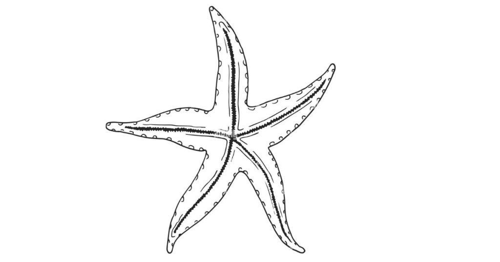 Una Estrella de Mar